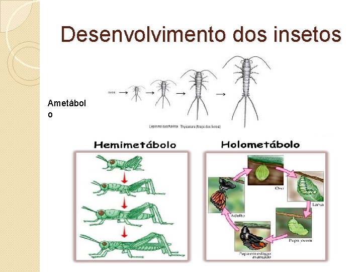 Desenvolvimento dos insetos Ametábol o 