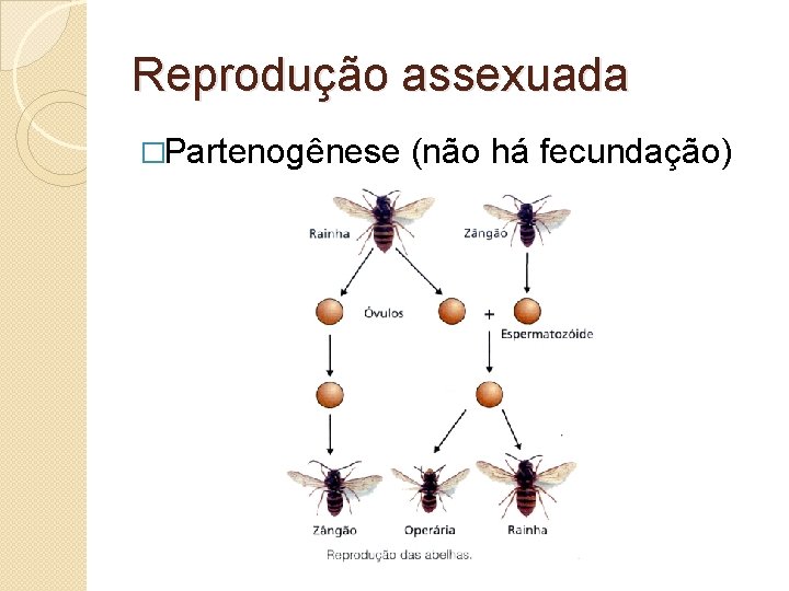 Reprodução assexuada �Partenogênese (não há fecundação) 