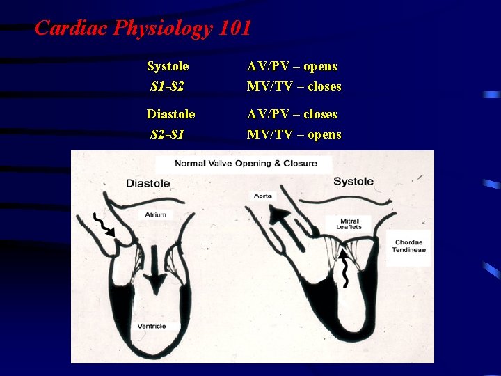Cardiac Physiology 101 Systole S 1 -S 2 AV/PV – opens MV/TV – closes