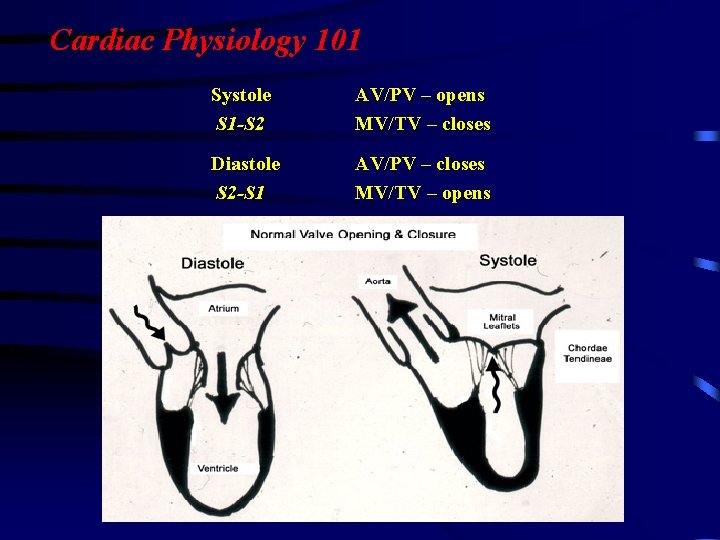 Cardiac Physiology 101 Systole S 1 -S 2 AV/PV – opens MV/TV – closes Cardiac Physiology 101 Systole S 1 -S 2 AV/PV – opens MV/TV – closes