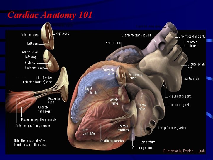 Cardiac Anatomy 101 Cardiac Anatomy 101