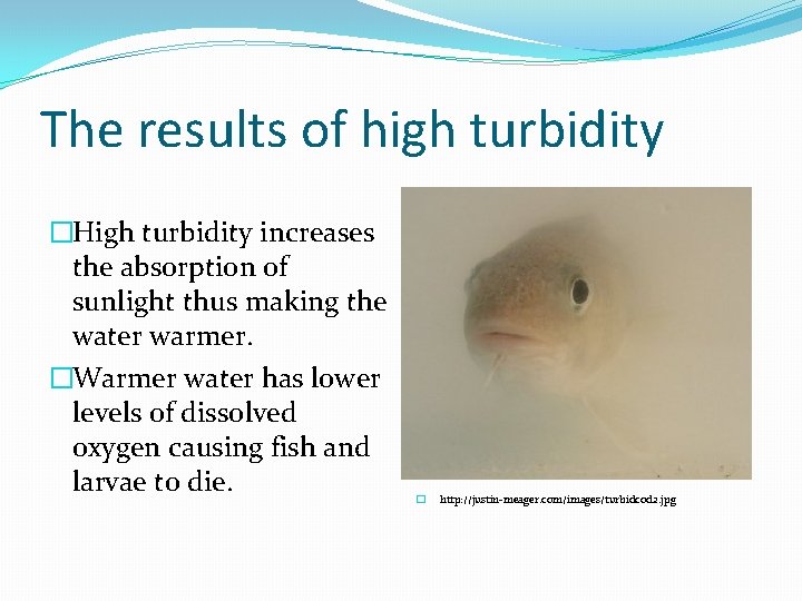 The results of high turbidity �High turbidity increases the absorption of sunlight thus making The results of high turbidity �High turbidity increases the absorption of sunlight thus making