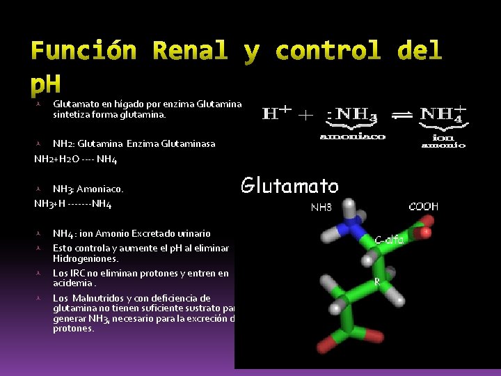  Glutamato en hígado por enzima Glutamina sintetiza forma glutamina. NH 2: Glutamina Enzima