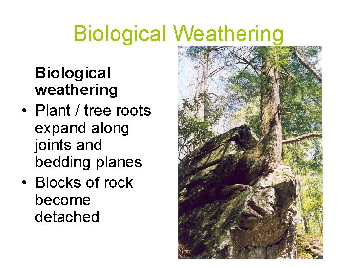 Biological Weathering Biological weathering • Plant / tree roots expand along joints and bedding