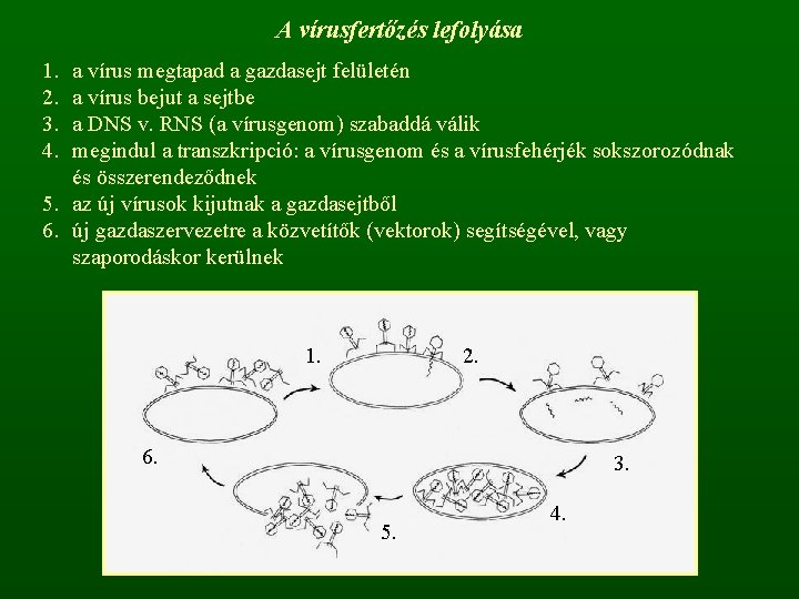 A vírusfertőzés lefolyása 1. 2. 3. 4. a vírus megtapad a gazdasejt felületén a