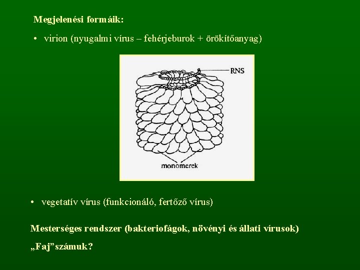 Megjelenési formáik: • virion (nyugalmi vírus – fehérjeburok + örökítőanyag) • vegetatív vírus (funkcionáló,