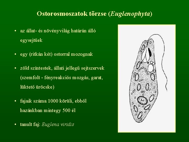 Ostorosmoszatok törzse (Euglenophyta) • az állat- és növényvilág határán álló egysejtűek • egy (ritkán