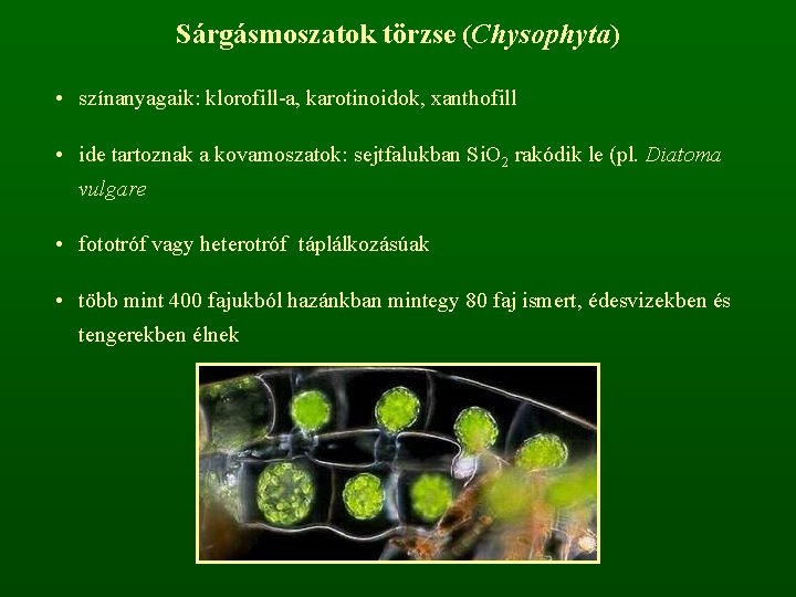 Sárgásmoszatok törzse (Chysophyta) • színanyagaik: klorofill-a, karotinoidok, xanthofill • ide tartoznak a kovamoszatok: sejtfalukban