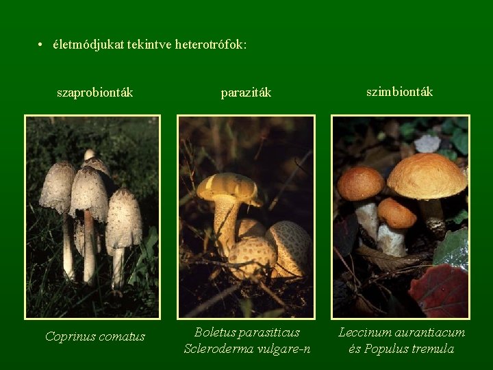  • életmódjukat tekintve heterotrófok: szaprobionták paraziták szimbionták Coprinus comatus Boletus parasiticus Scleroderma vulgare-n