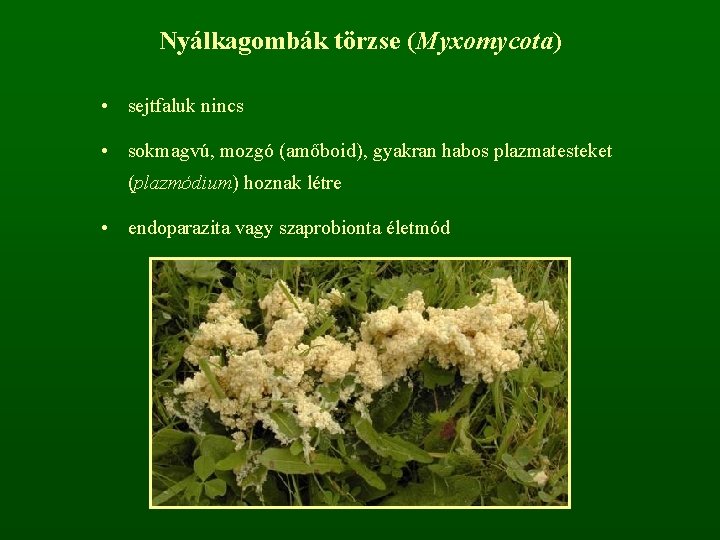 Nyálkagombák törzse (Myxomycota) • sejtfaluk nincs • sokmagvú, mozgó (amőboid), gyakran habos plazmatesteket (plazmódium)