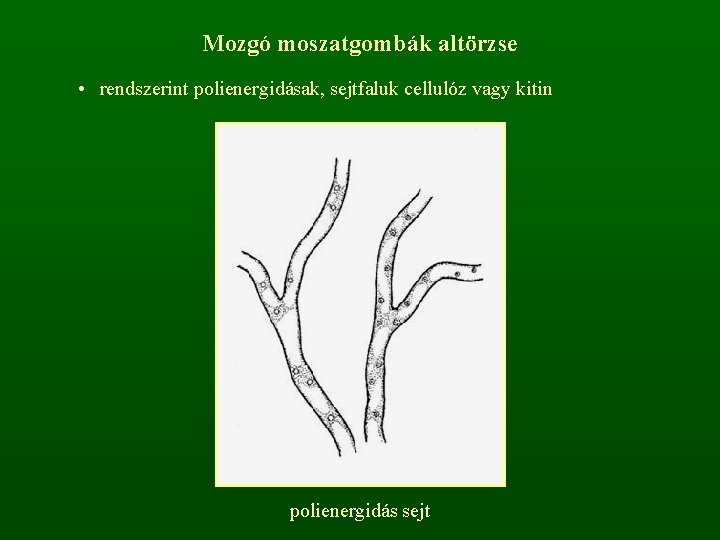 Mozgó moszatgombák altörzse • rendszerint polienergidásak, sejtfaluk cellulóz vagy kitin polienergidás sejt 