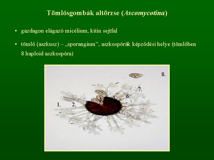 Tömlősgombák altörzse (Ascomycotina) • gazdagon elágazó micélium, kitin sejtfal • tömlő (aszkusz) – „sporangium”,