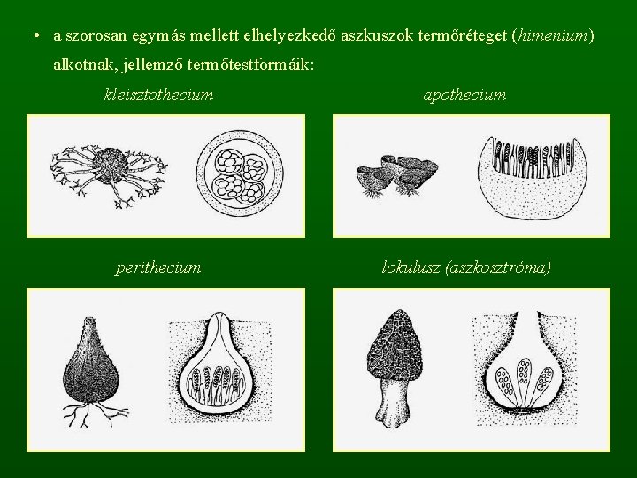  • a szorosan egymás mellett elhelyezkedő aszkuszok termőréteget (himenium) alkotnak, jellemző termőtestformáik: kleisztothecium