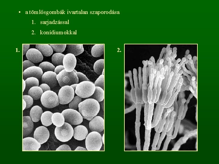  • a tömlősgombák ivartalan szaporodása 1. sarjadzással 2. konídiumokkal 1. 2. 