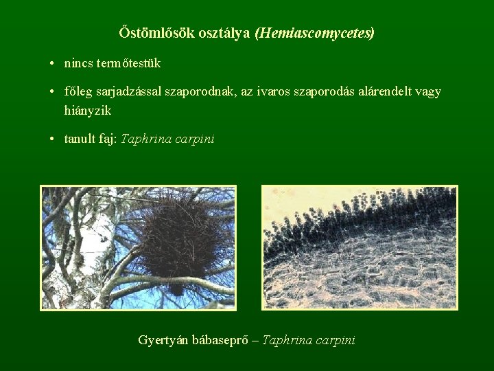 Őstömlősök osztálya (Hemiascomycetes) • nincs termőtestük • főleg sarjadzással szaporodnak, az ivaros szaporodás alárendelt