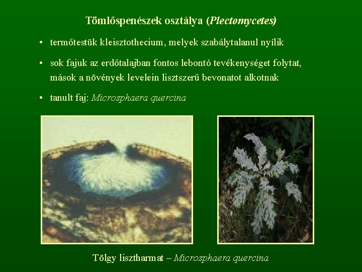 Tömlőspenészek osztálya (Plectomycetes) • termőtestük kleisztothecium, melyek szabálytalanul nyílik • sok fajuk az erdőtalajban