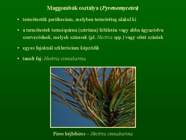 Maggombák osztálya (Pyrenomycetes) • termőtestük perithecium, melyben termőréteg alakul ki • a termőtestek terméspárna