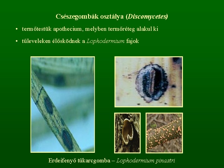 Csészegombák osztálya (Discomycetes) • termőtestük apothecium, melyben termőréteg alakul ki • tűleveleken élősködnek a