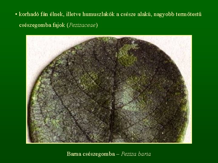  • korhadó fán élnek, illetve humuszlakók a csésze alakú, nagyobb termőtestű csészegomba fajok