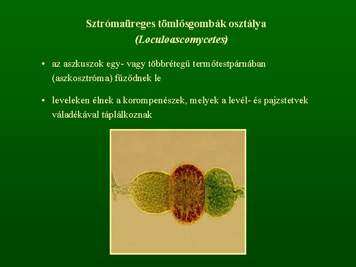 Sztrómaüreges tömlősgombák osztálya (Loculoascomycetes) • az aszkuszok egy- vagy többrétegű termőtestpárnában (aszkosztróma) fűződnek le