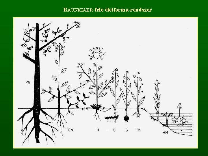 RAUNKIAER-féle életforma-rendszer 