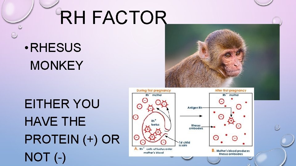 RH FACTOR • RHESUS MONKEY EITHER YOU HAVE THE PROTEIN (+) OR NOT (-)