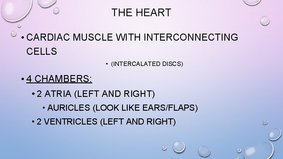 THE HEART • CARDIAC MUSCLE WITH INTERCONNECTING CELLS • (INTERCALATED DISCS) • 4 CHAMBERS: