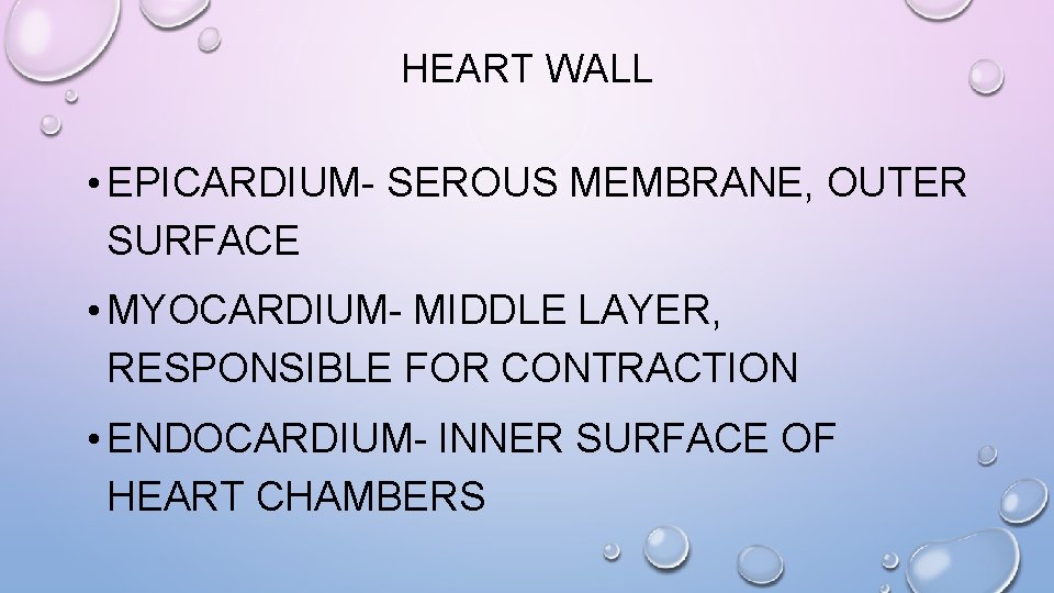 HEART WALL • EPICARDIUM- SEROUS MEMBRANE, OUTER SURFACE • MYOCARDIUM- MIDDLE LAYER, RESPONSIBLE FOR