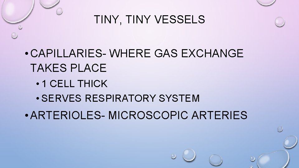 TINY, TINY VESSELS • CAPILLARIES- WHERE GAS EXCHANGE TAKES PLACE • 1 CELL THICK