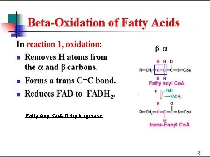 Beta Oxidation Fatty Acyl Co. A Dehydrogerase 