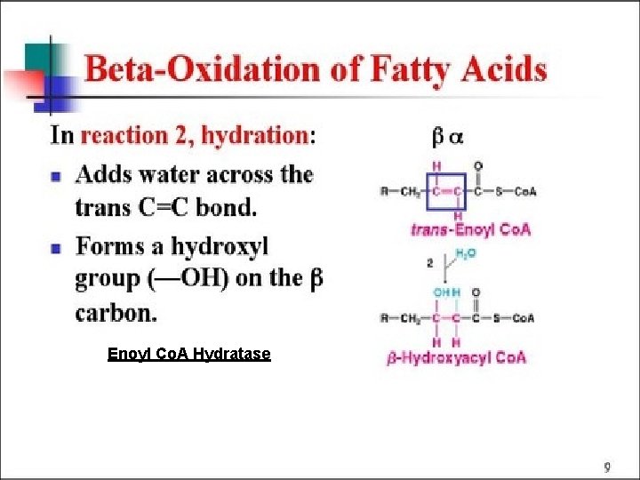 Beta Oxidation Enoyl Co. A Hydratase 