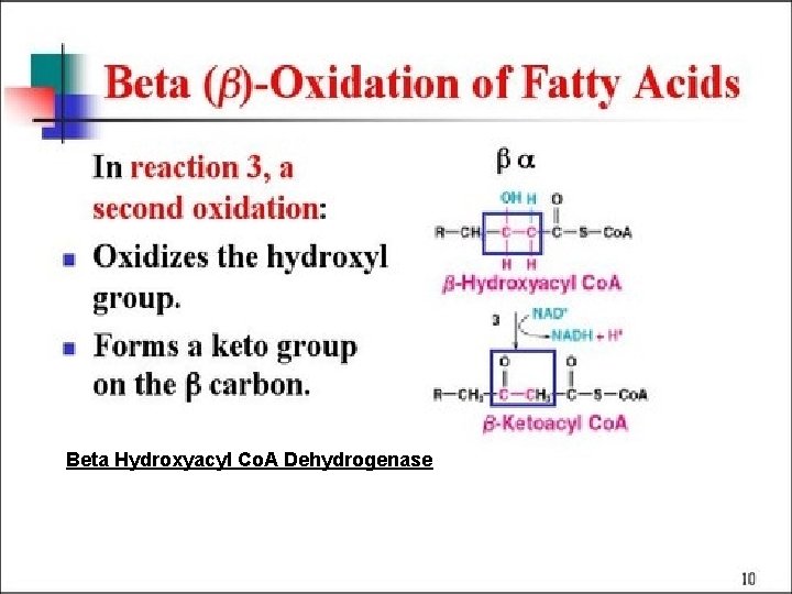 Beta Oxidation Beta Hydroxyacyl Co. A Dehydrogenase 