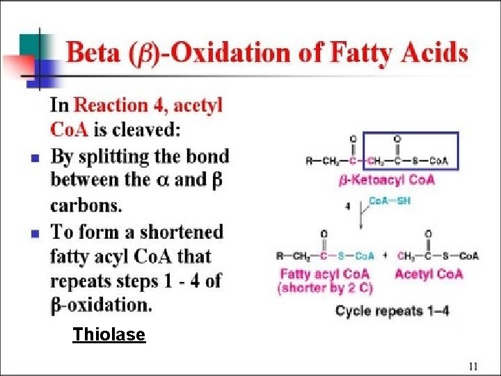 Beta Oxidation Thiolase 