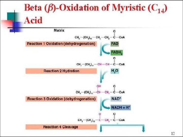 Beta Oxidation 