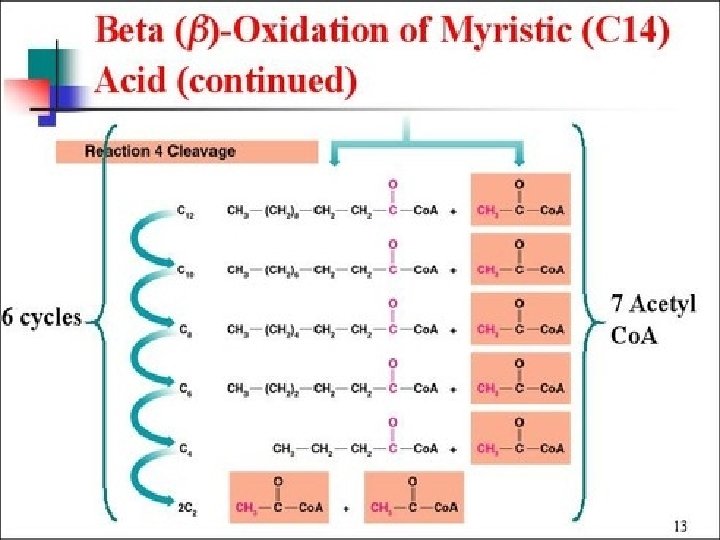 Beta Oxidation 