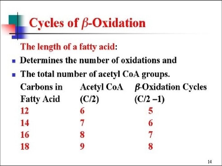 Beta Oxidation 