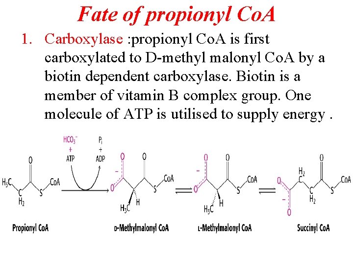 Fate of propionyl Co. A 1. Carboxylase : propionyl Co. A is first carboxylated
