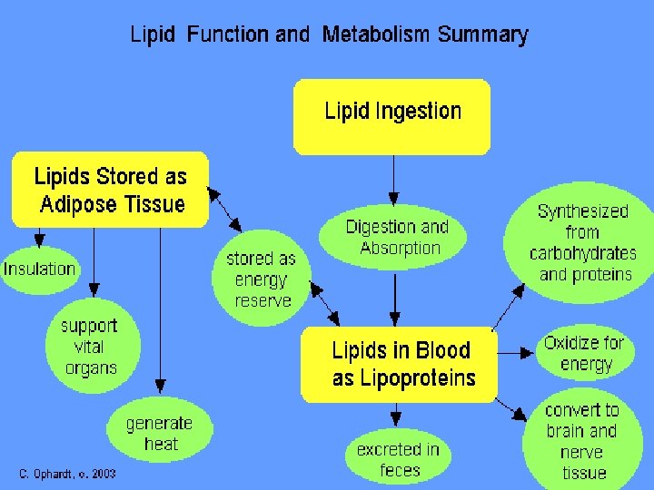 Lipid Metabolism 