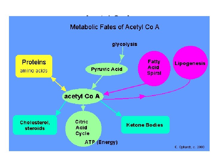 Acetyl Co. A 