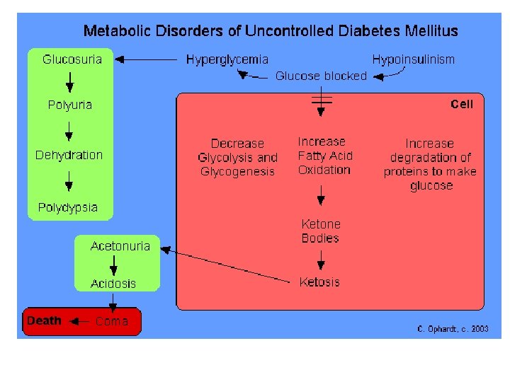 Ketone Bodies 