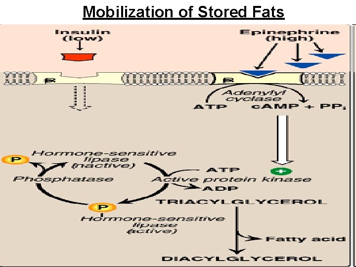 Mobilization of Stored Fats 