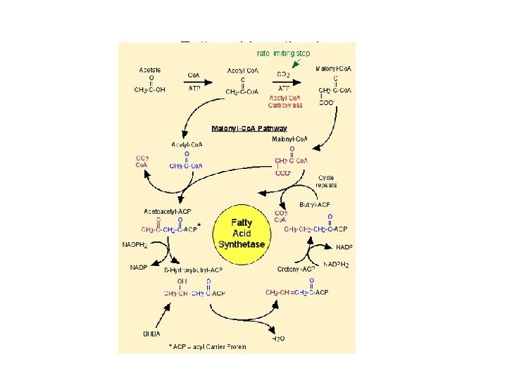Fatty acid synthesis 