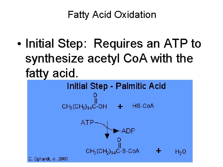 Fatty Acid Oxidation • Initial Step: Requires an ATP to synthesize acetyl Co. A