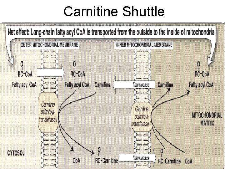 Carnitine Shuttle 