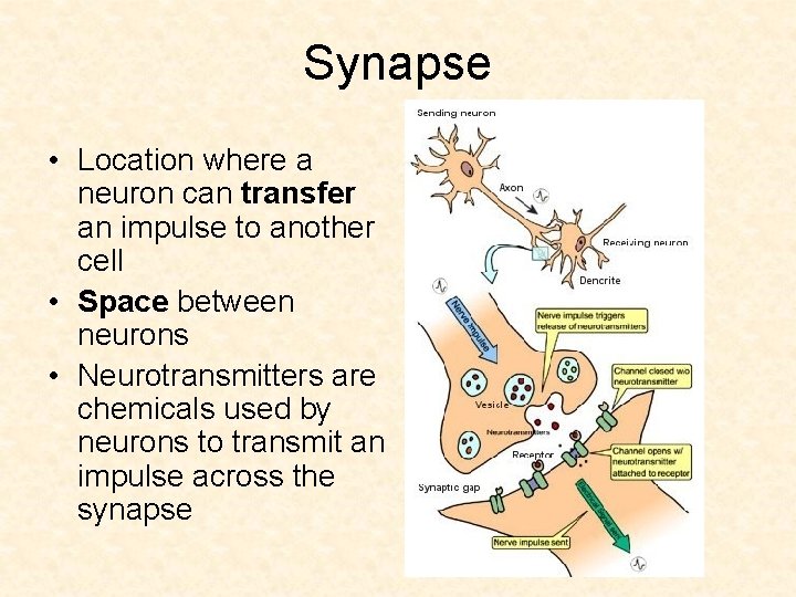 Synapse • Location where a neuron can transfer an impulse to another cell •