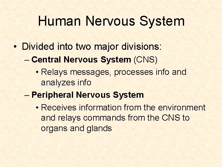 Human Nervous System • Divided into two major divisions: – Central Nervous System (CNS)