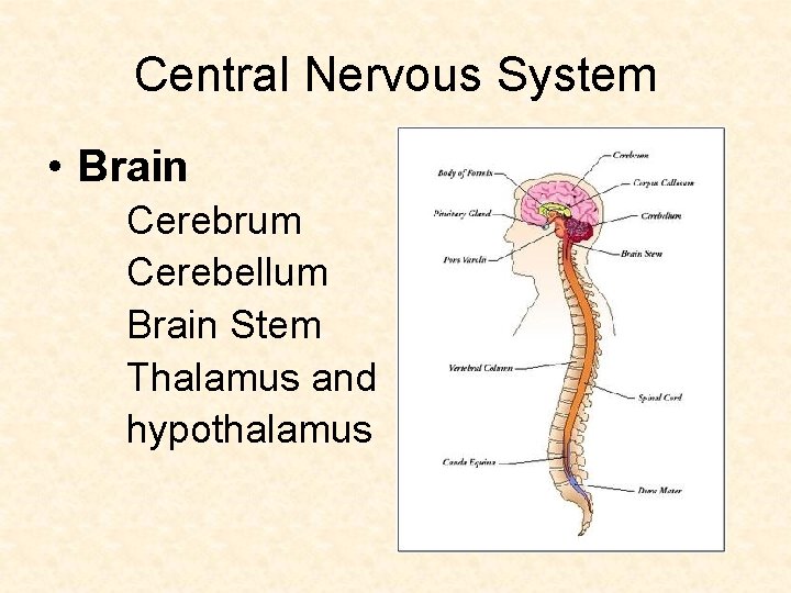 Central Nervous System • Brain Cerebrum Cerebellum Brain Stem Thalamus and hypothalamus 