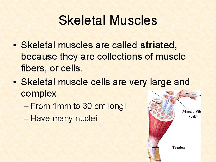 Skeletal Muscles • Skeletal muscles are called striated, because they are collections of muscle