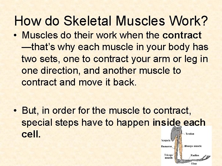 How do Skeletal Muscles Work? • Muscles do their work when the contract —that’s