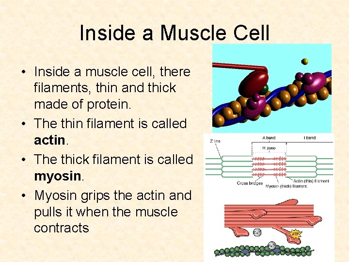 Inside a Muscle Cell • Inside a muscle cell, there filaments, thin and thick